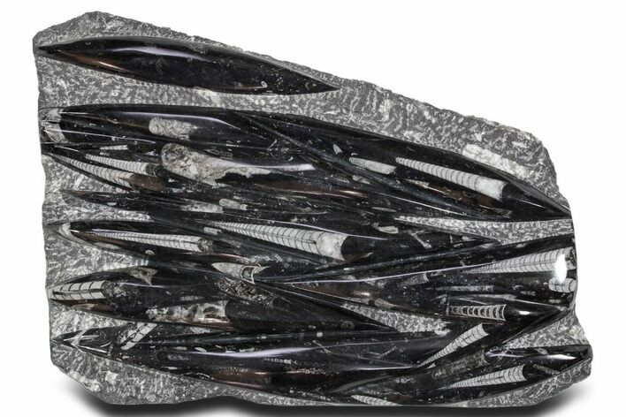 Polished Fossil Orthoceras (Cephalopod) Plate - Morocco #359629